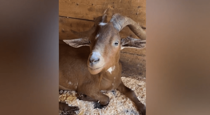 Caleb, a spooked goat who fled an Massachusetts animal sanctuary, has been found safe