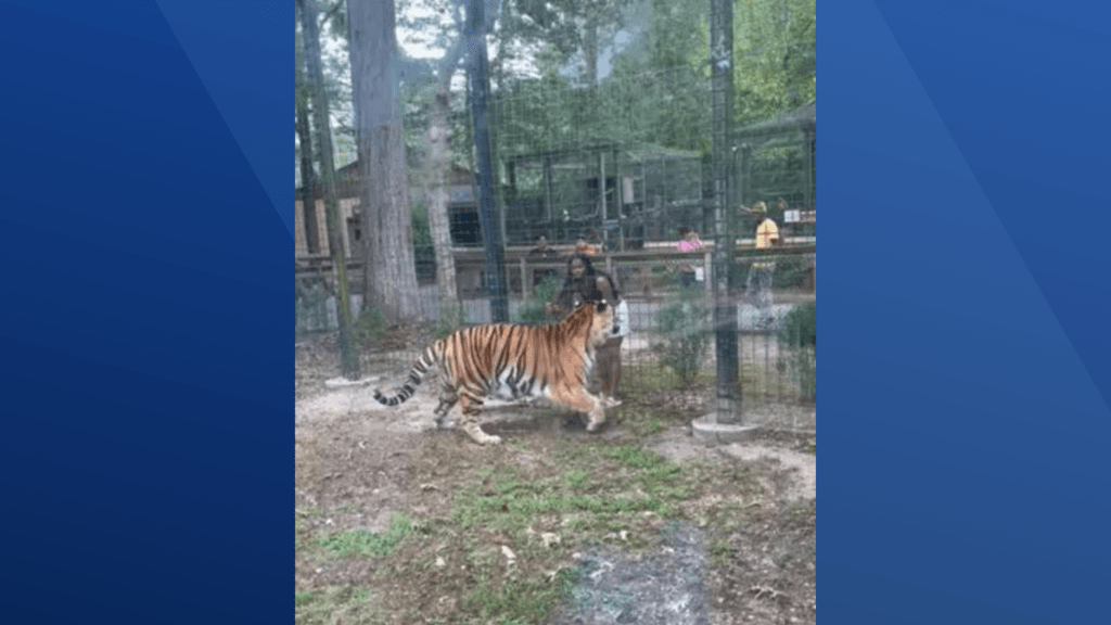 VIDEO: Tiger lunges at woman who stuck hand inside enclosure at New Jersey zoo