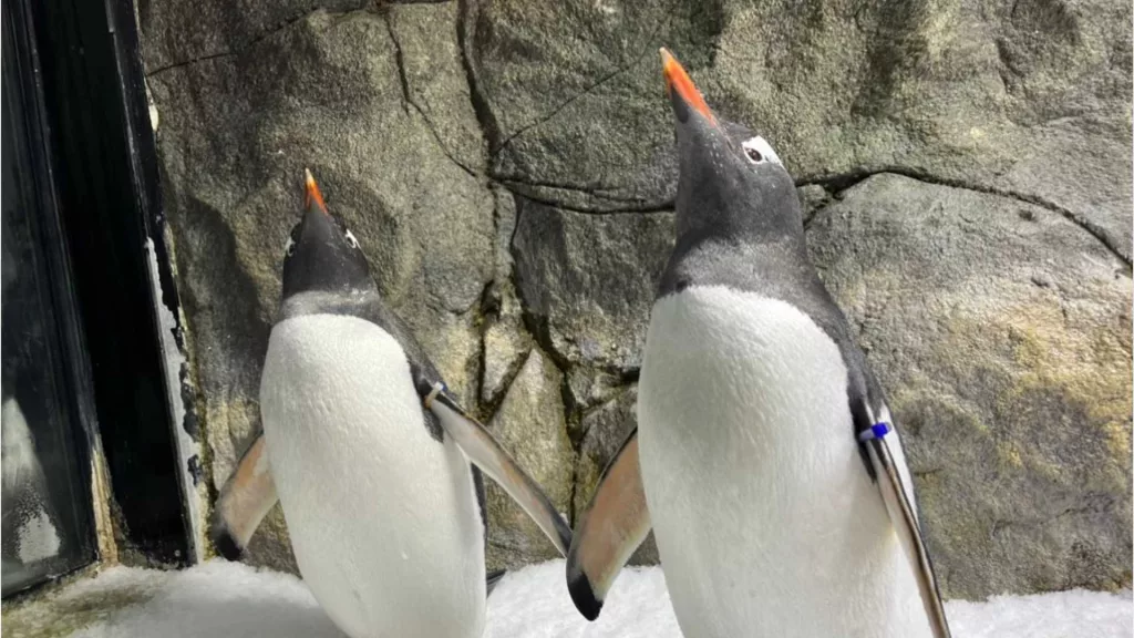 Sphen, one half of world-famous gay 'penguin power couple,' dies at age 11
