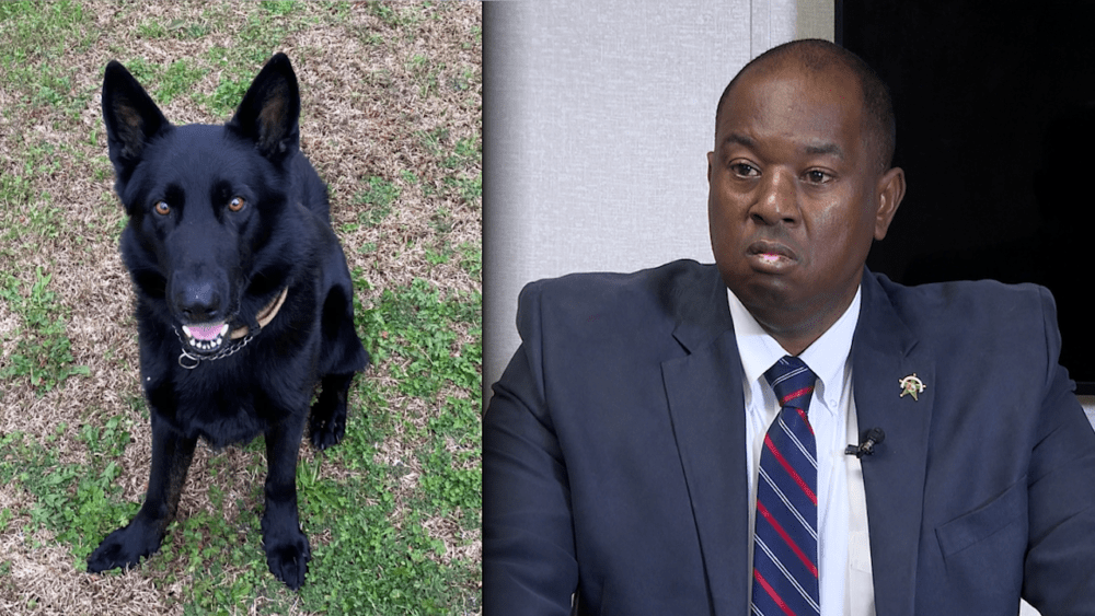 Hampton County sheriff talks after K-9 suffocates to death