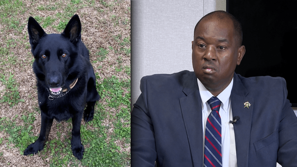 Hampton County sheriff talks after K-9 suffocates to death