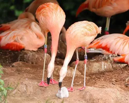A same-sex flamingo pair are raising a newborn chick together after hatching an egg