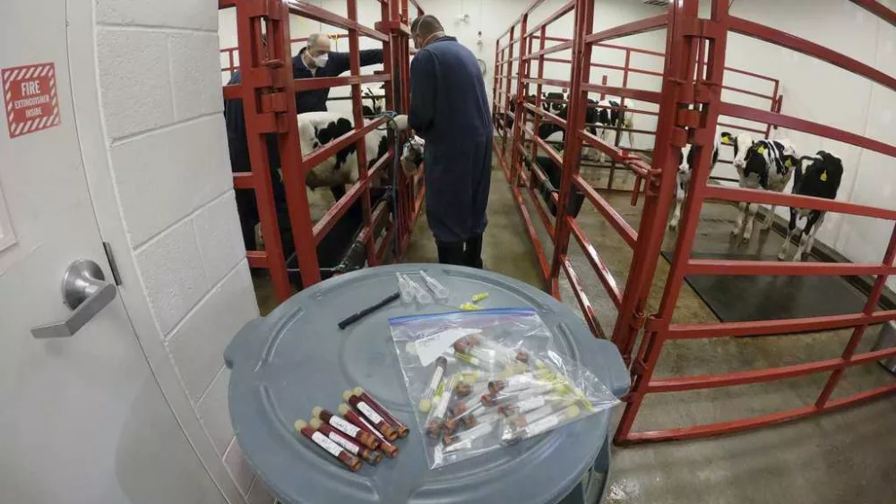 Bird flu outbreak spreading among cows in the US, scientists are hunting for answers