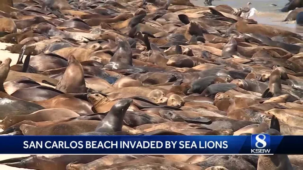 Invasion of hundreds of sea lions closes a California beach