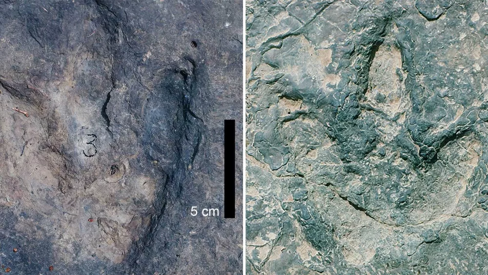 Matching sets of dinosaur footprints found on opposite sides of the Atlantic Ocean