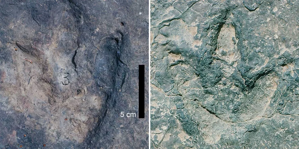 Matching sets of dinosaur footprints found on opposite sides of the Atlantic Ocean