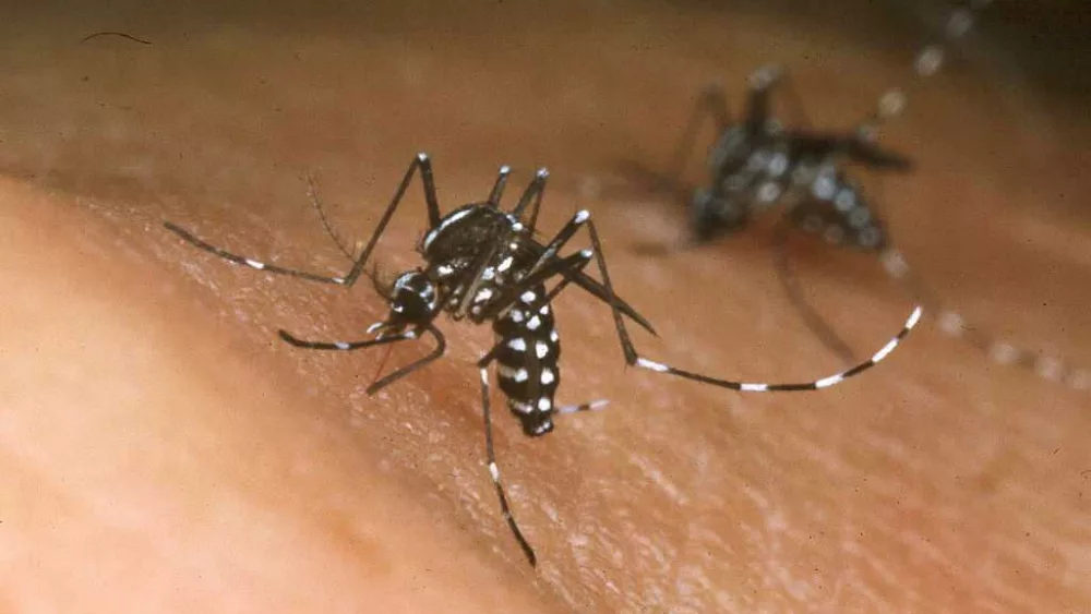 West Nile, EEE and sloth fever: Get the facts about mosquito safety