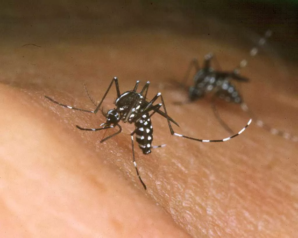 West Nile, EEE and sloth fever: Get the facts about mosquito safety