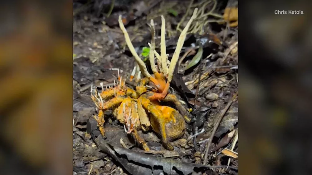 Tarantula infected by fungus that inspired zombie TV show