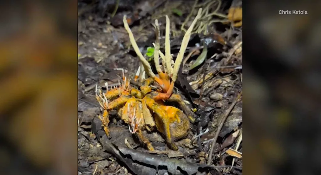 Tarantula infected by fungus that inspired zombie TV show