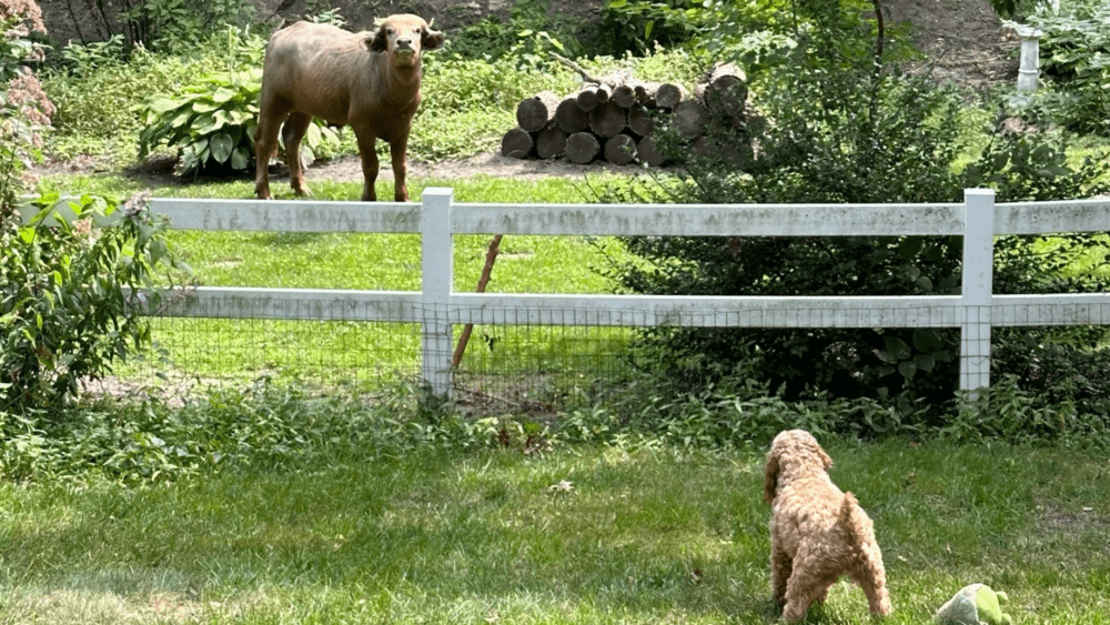 Wounded water buffalo still on the lam in Iowa