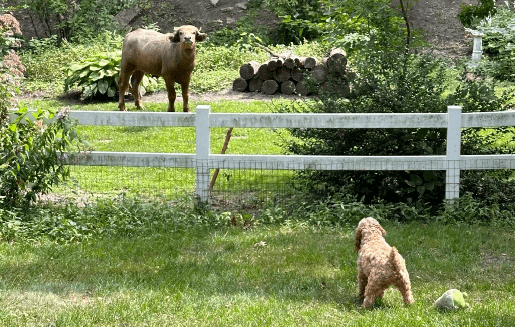 Wounded water buffalo still on the lam in Iowa