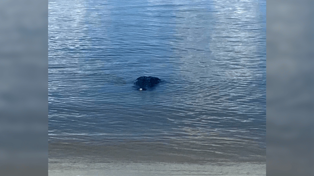 Lifeguards give update after alligator spotted by Tybee Island beach