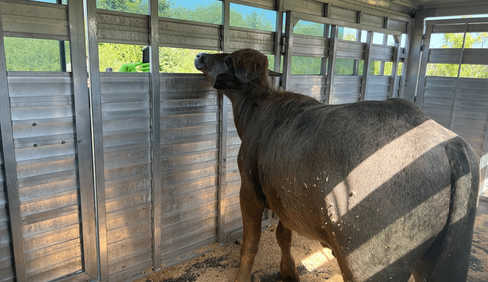 Phill the water buffalo captured alive after days on the run