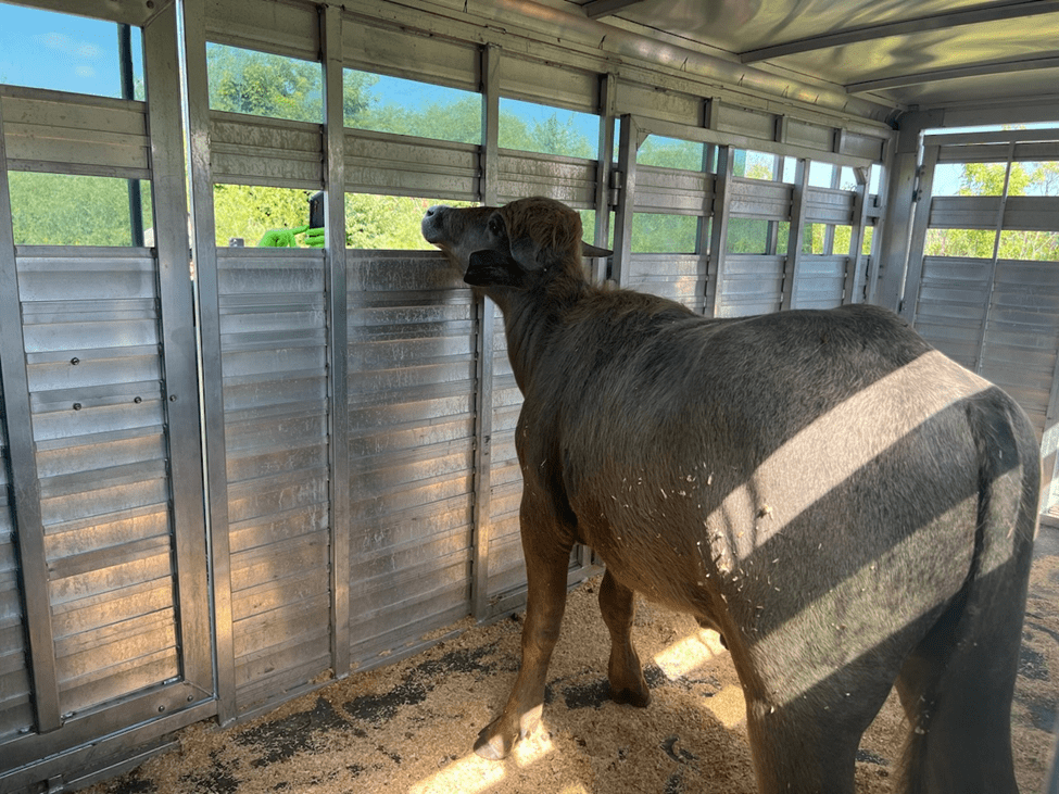 Phill the water buffalo captured alive after days on the run