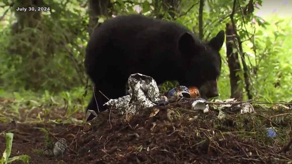 Orphaned black bear cub finds a new home at an Alaska zoo