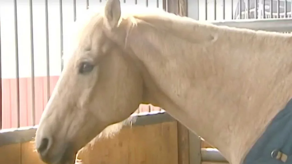 Dozens of horses dead at Oklahoma ranch in possible faulty feed incident