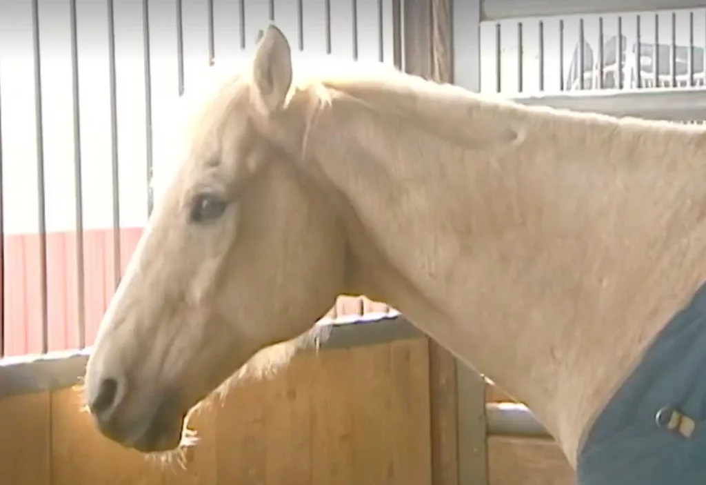 Dozens of horses dead at Oklahoma ranch in possible faulty feed incident