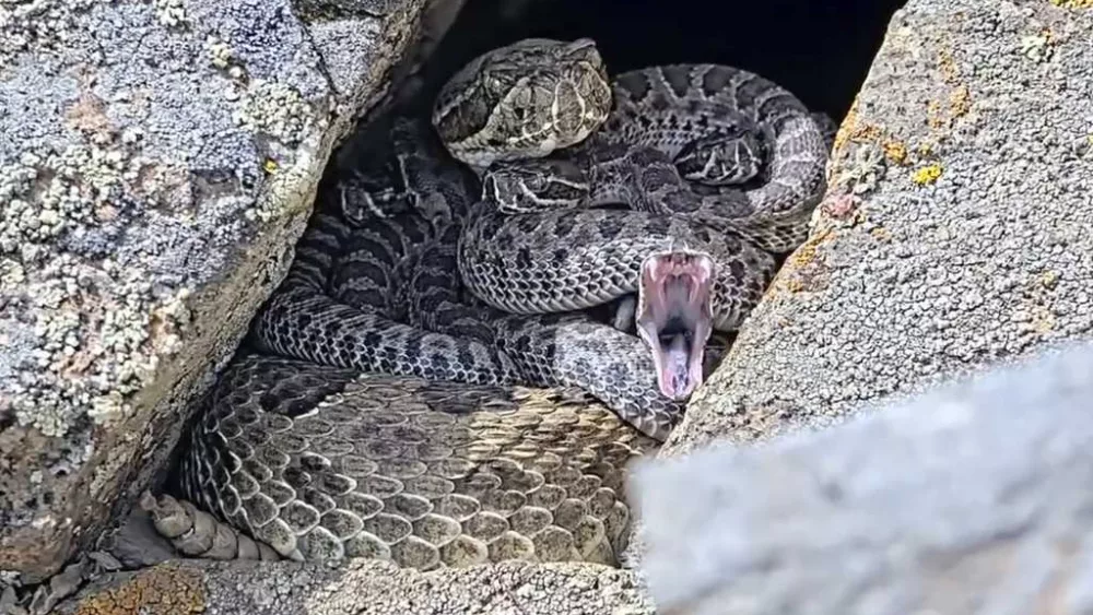 Newborn rattlesnakes at a 'mega den' in Colorado are making their live debut