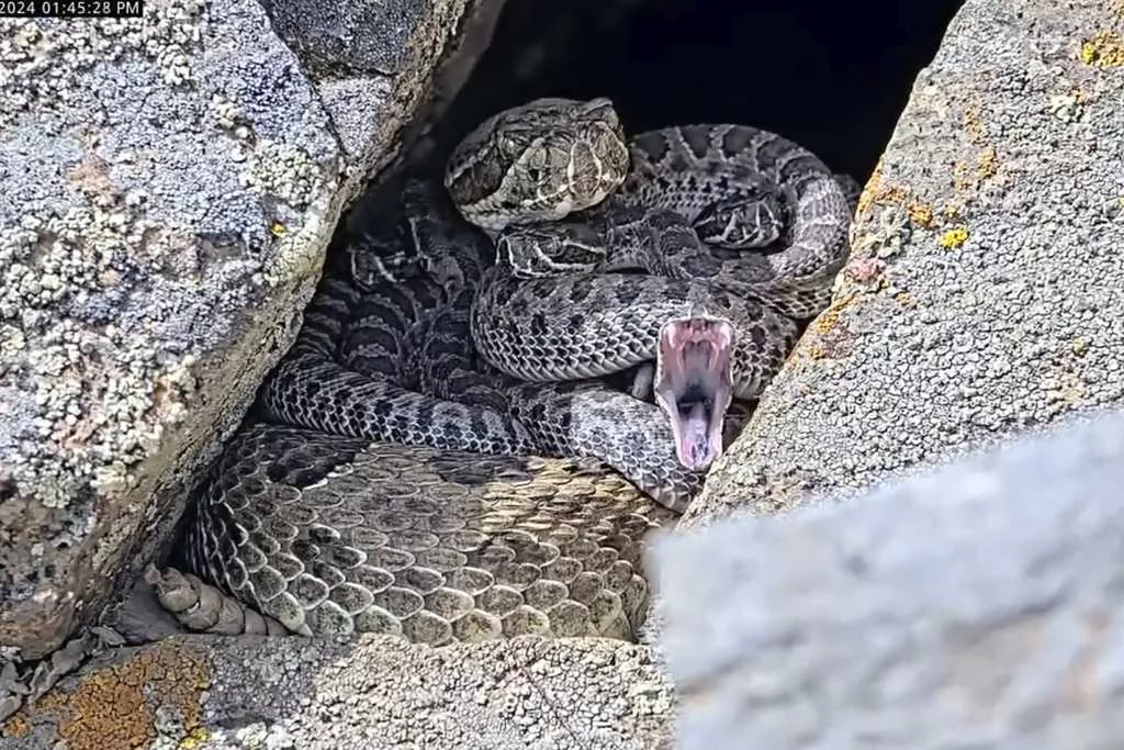 Newborn rattlesnakes at a 'mega den' in Colorado are making their live debut