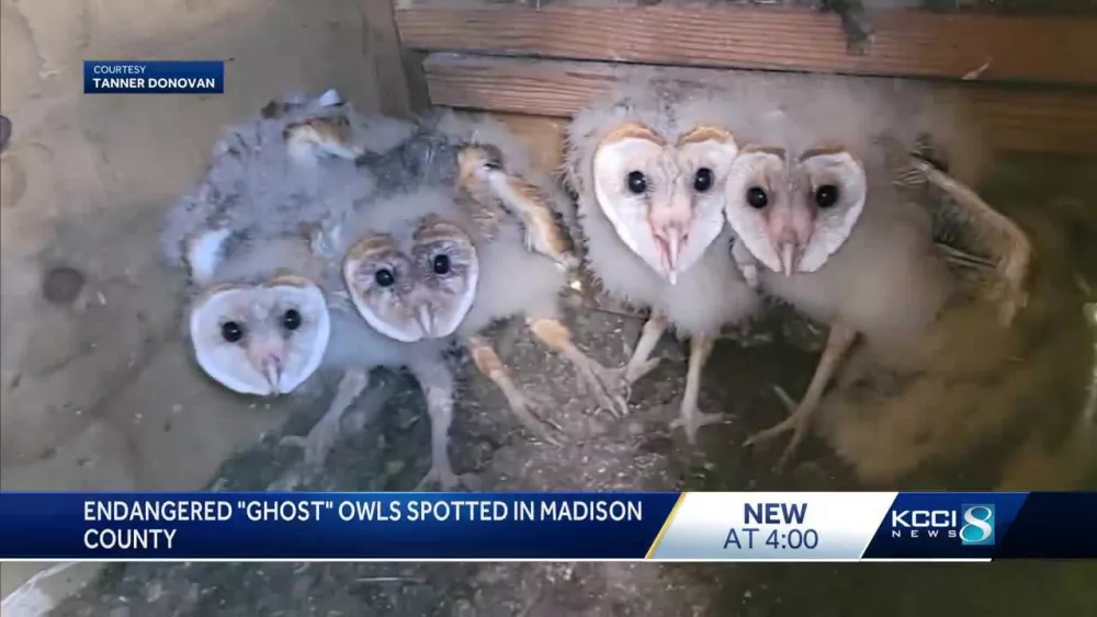 Endangered 'ghost' owls spotted in Iowa