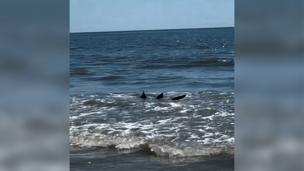 Video shows shark swimming close to shore at Hilton Head's Palmetto Dunes