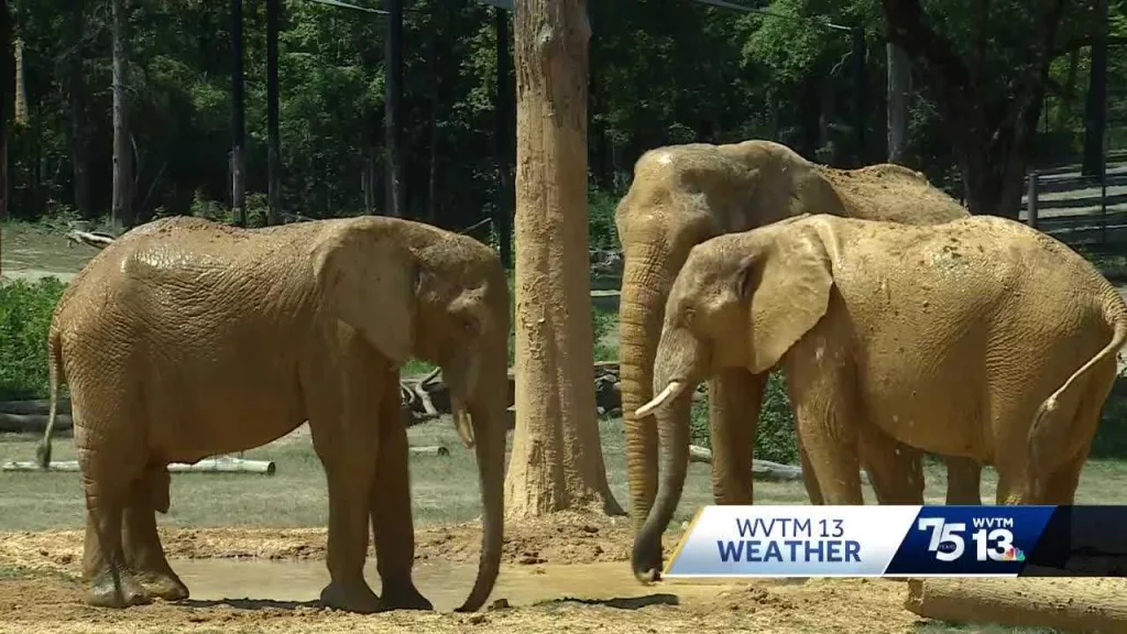 Zookeepers keep elephants cool in scorching temperatures