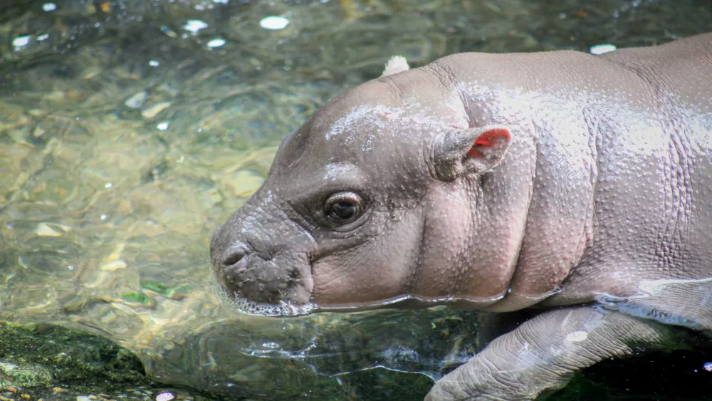 A Nebraska zoo announces birth of female pygmy hippopotamus calf