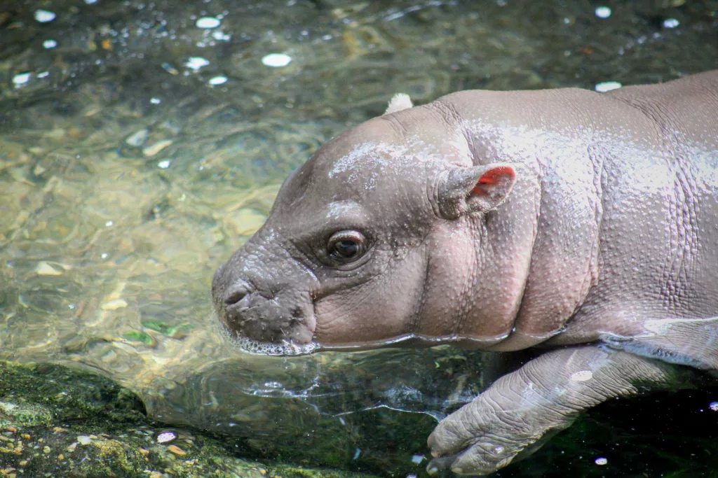 A Nebraska zoo announces birth of female pygmy hippopotamus calf