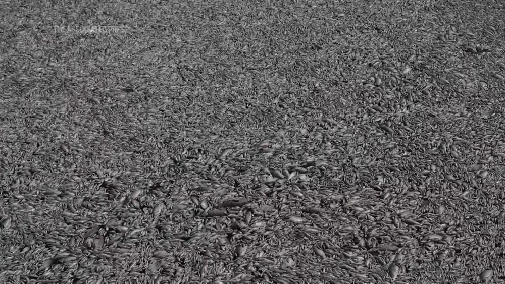 A climate-related mass die-off leaves over 100 tons of dead fish at a Greek port