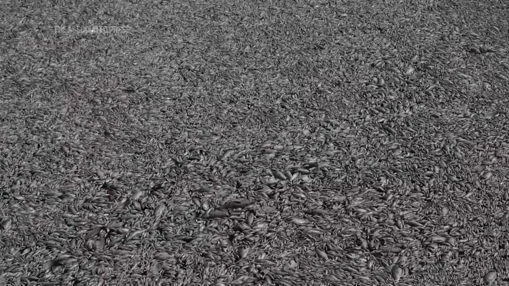 A climate-related mass die-off leaves over 100 tons of dead fish at a Greek port