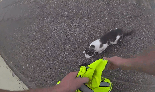 WATCH: State trooper helps rescue injured kitten on side of highway