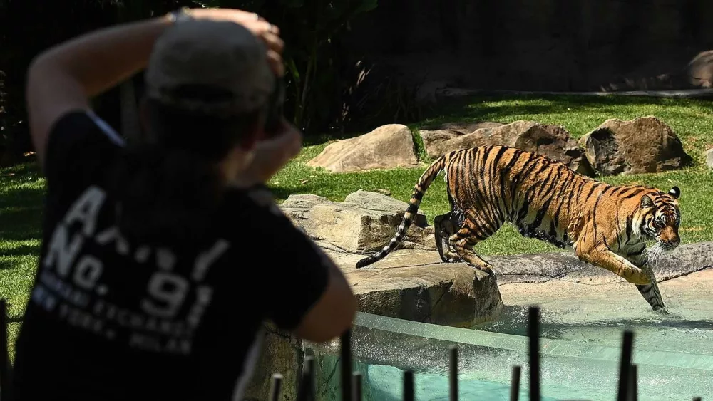 Tiger mauls handler at Australian amusement park