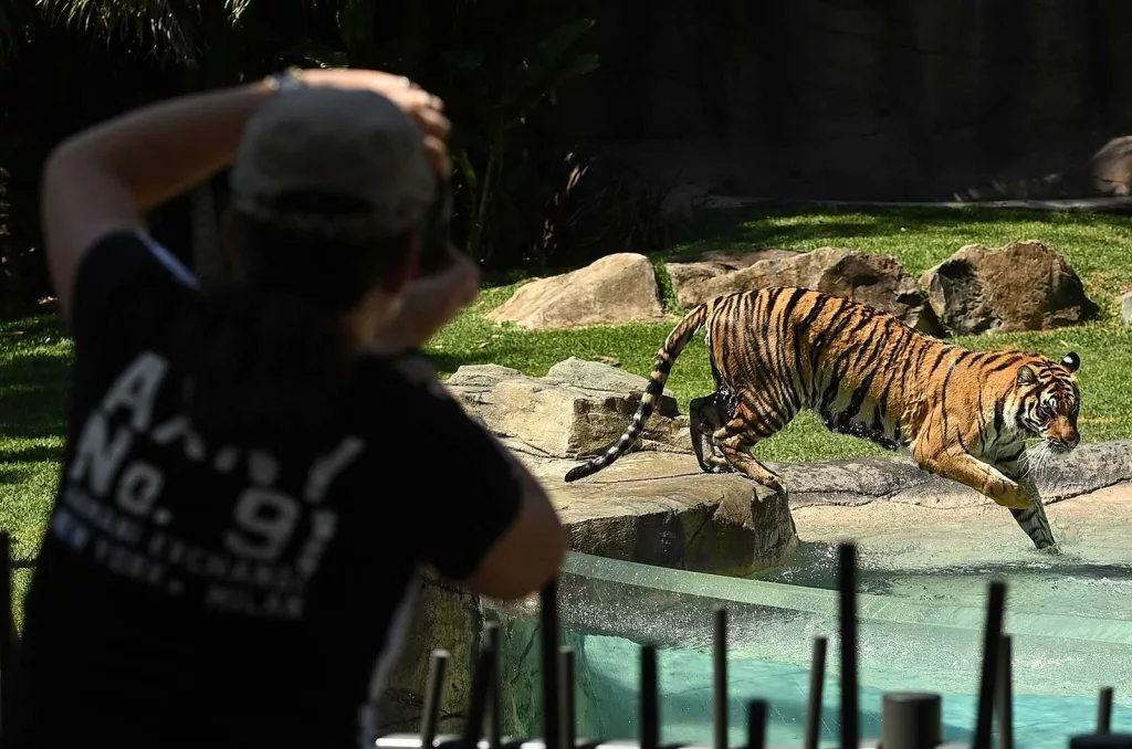 Tiger mauls handler at Australian amusement park