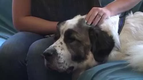 Volunteers help military family reunite with dog 2 years after he went missing in Colorado