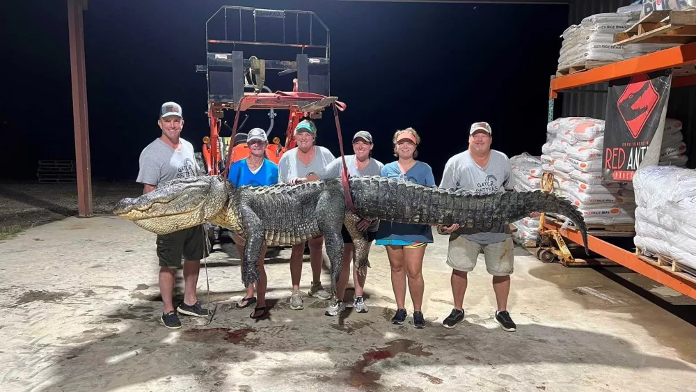 What a catch! Group brings in 14-foot, 800-pound gator