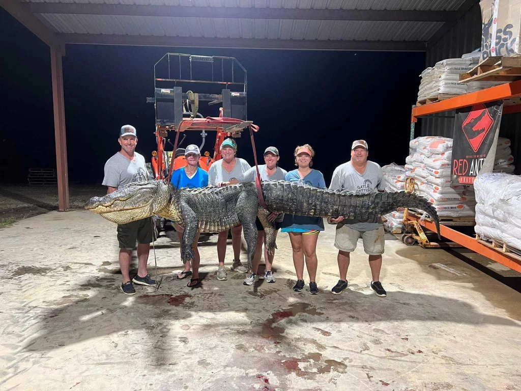 What a catch! Group brings in 14-foot, 800-pound gator