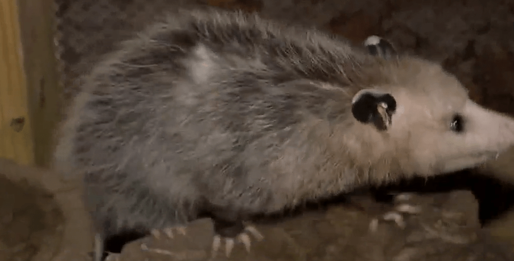 Ways to celebrate National Wildlife Day in Southeast Georgia