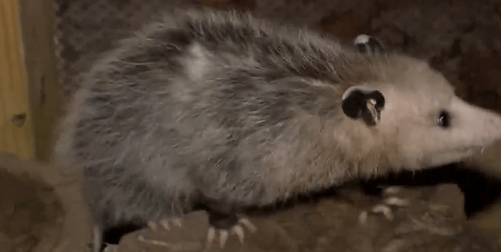 Ways to celebrate National Wildlife Day in Southeast Georgia