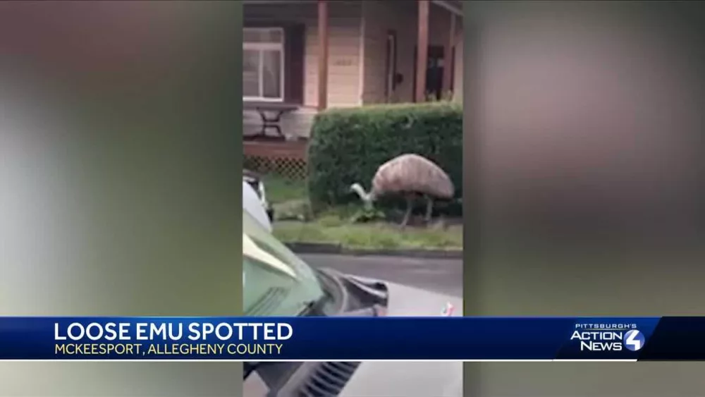 WATCH: Emu caught walking through neighborhood