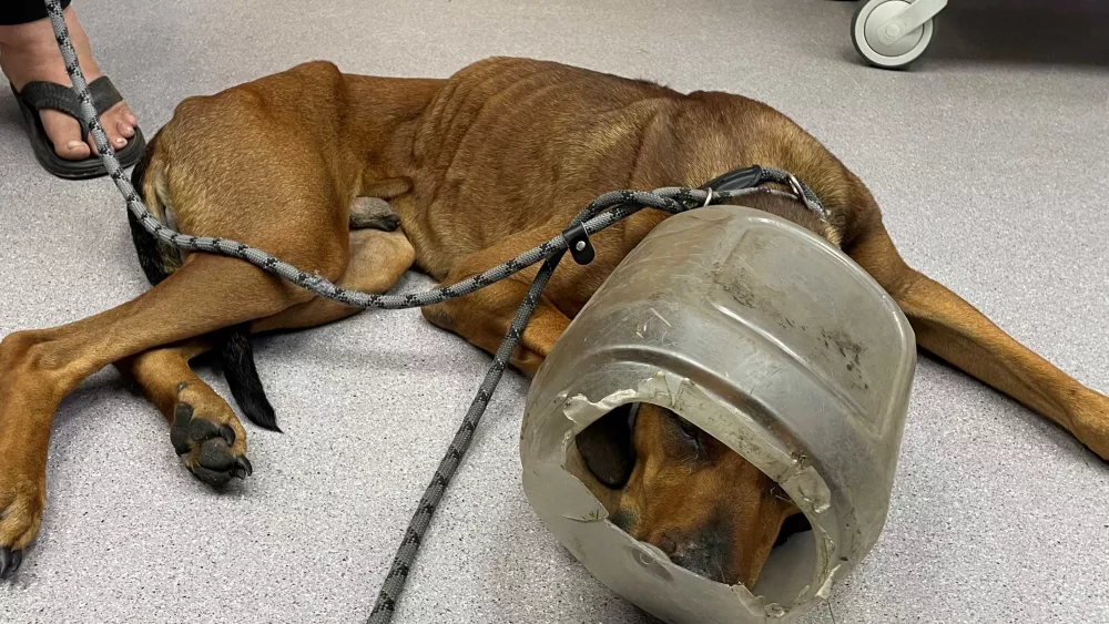 Dog nicknamed Buckethead rescued after more than a week of search efforts in Vermont