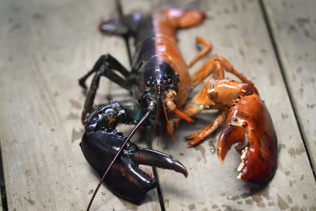 Just how rare is a rare-colored lobster? Scientists say answer could be under the shell