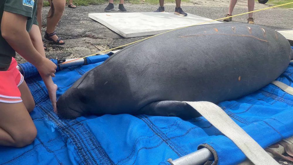Dozens gather to watch manatee released back into the wild