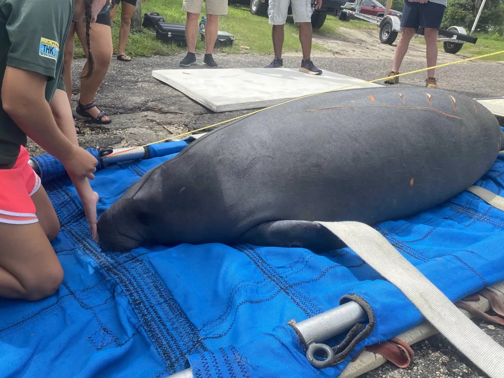 Dozens gather to watch manatee released back into the wild