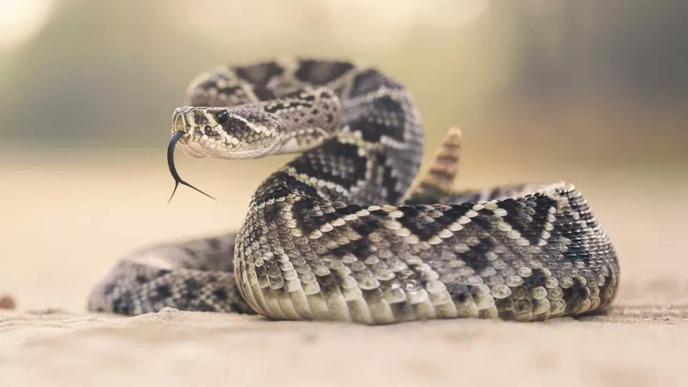 Venomous snake bite at South Carolina home leads police to 14 dangerous reptiles