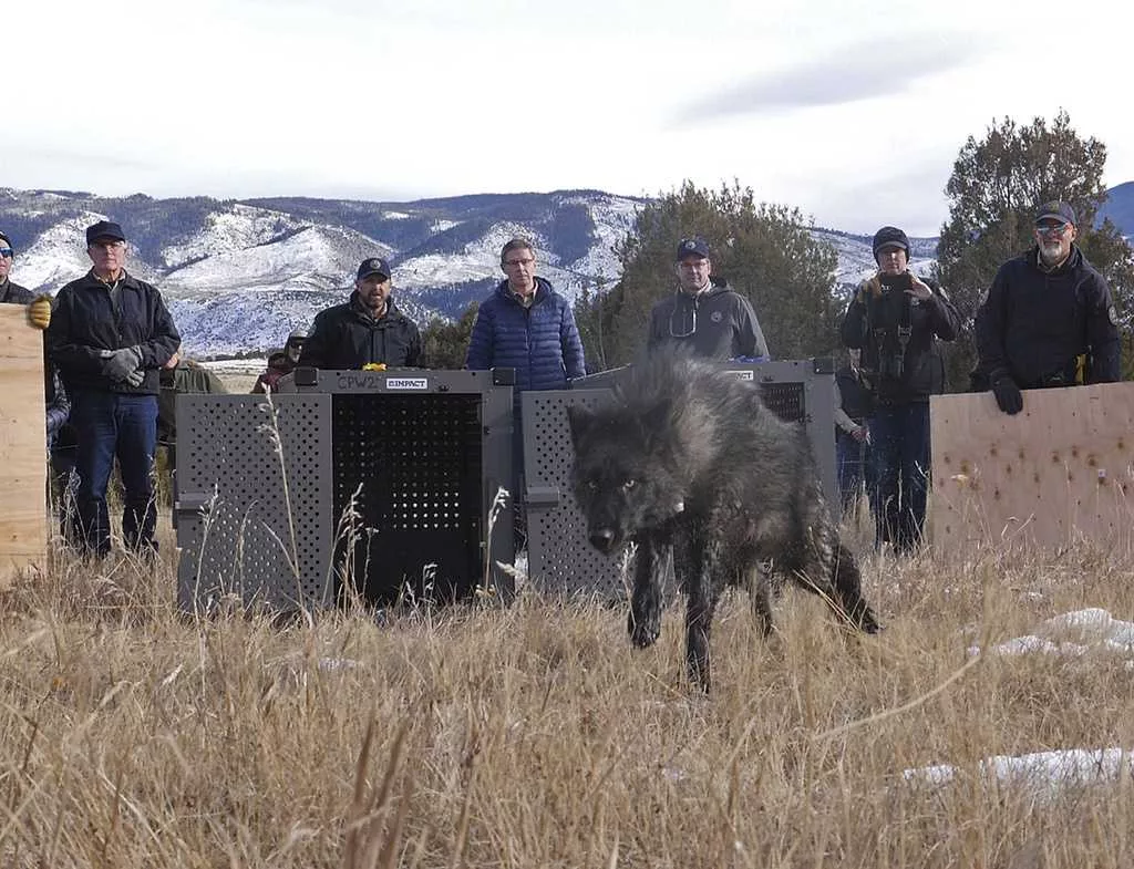 Wolf pack blamed in Colorado livestock attacks is captured and will be relocated