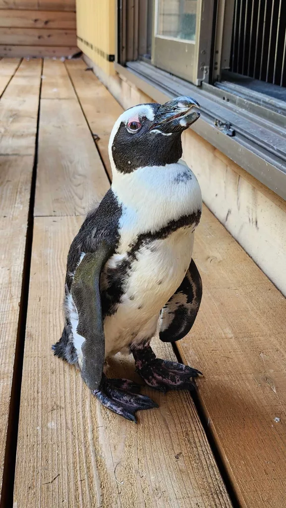 A runaway penguin spent two weeks missing at sea. A typhoon may have saved her