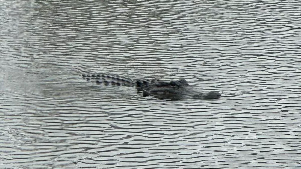 ‘Keep your distance’: Alligator spotted in flooded street after Hurricane Francine