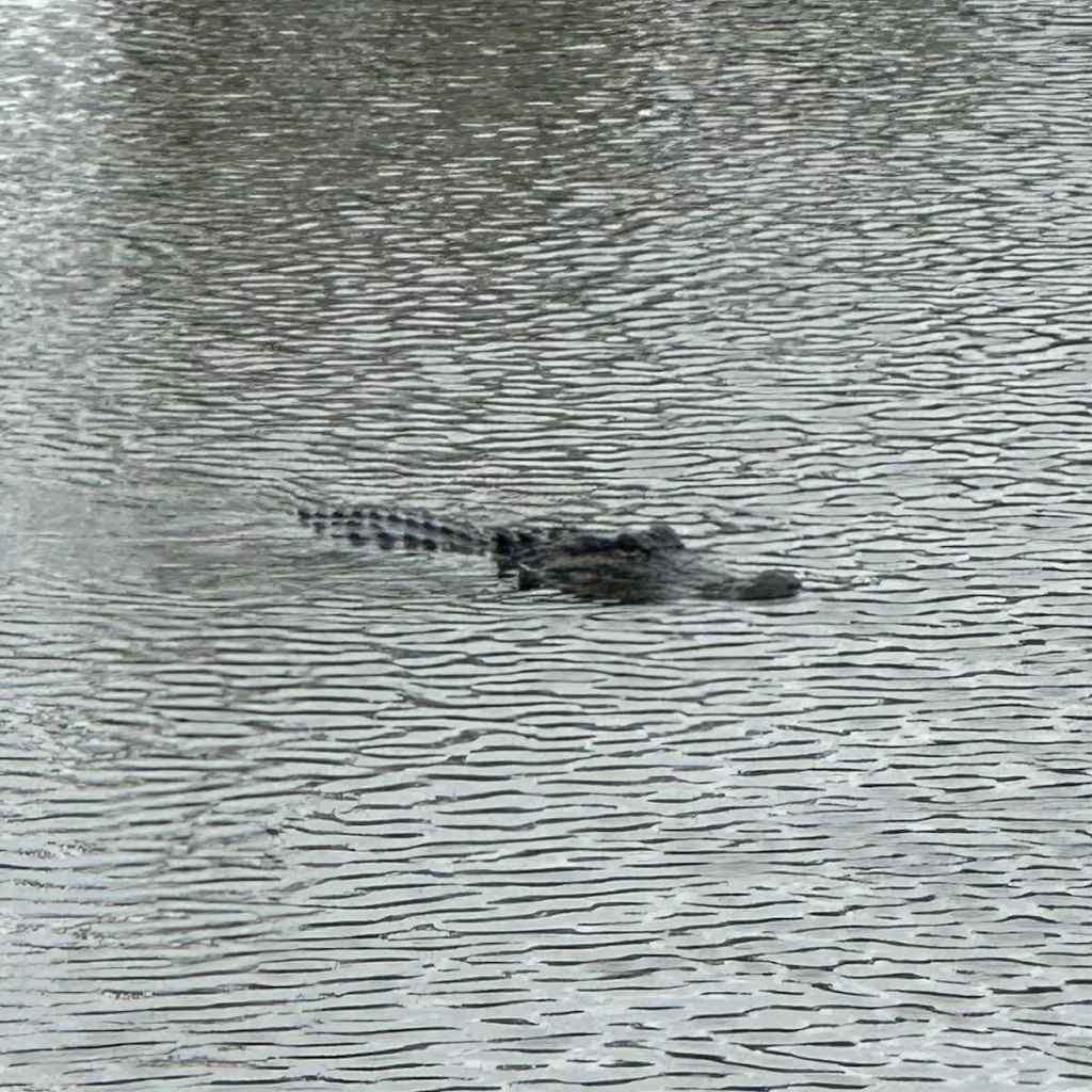 ‘Keep your distance’: Alligator spotted in flooded street after Hurricane Francine