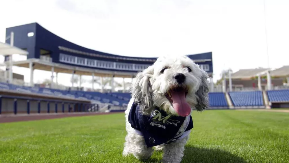 Hank 'The Ballpark Pup' has died